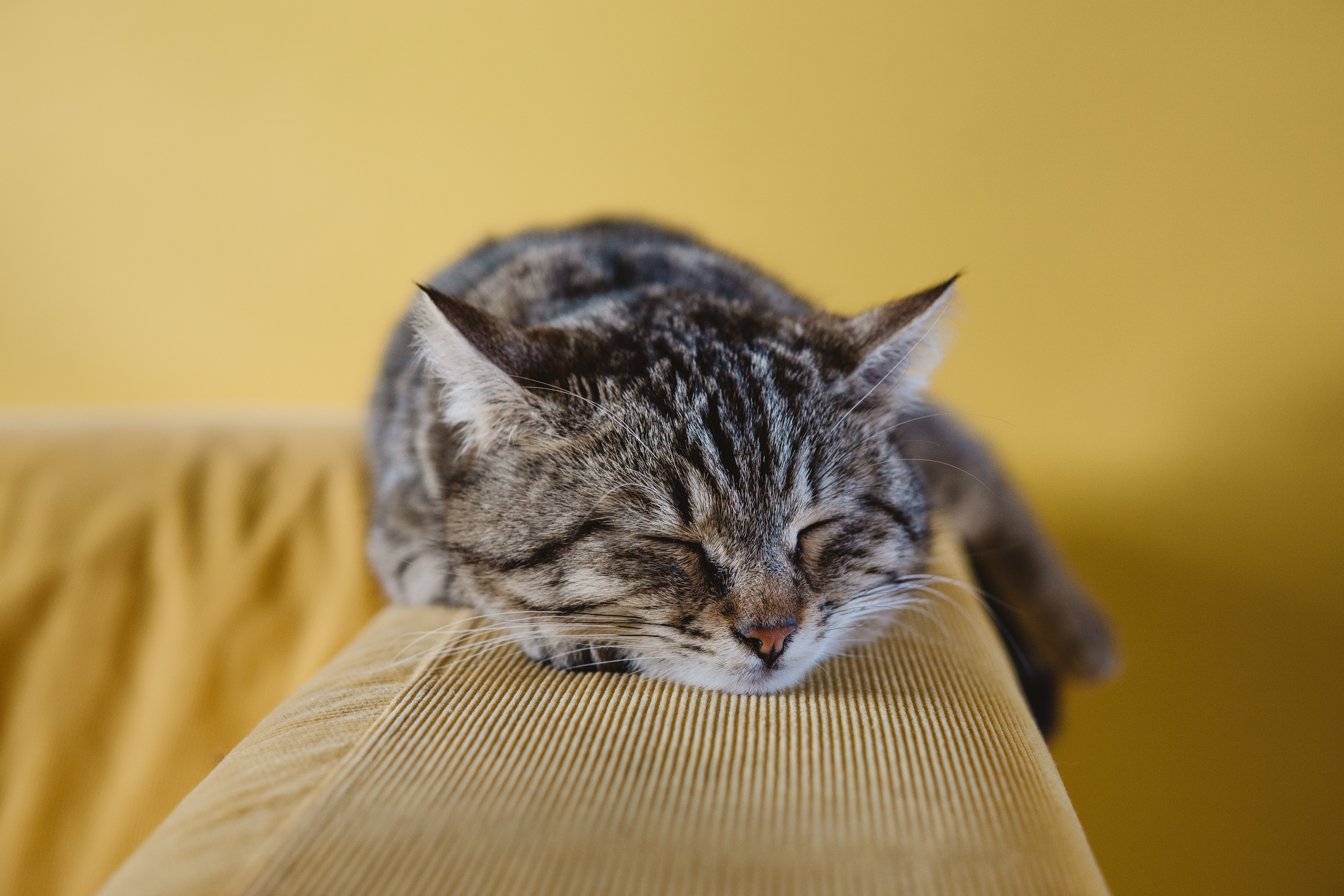 Cute Cat 1